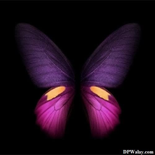 a purple butterfly with yellow wings