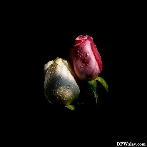 a single rose with water droplets on it images by DPwalay