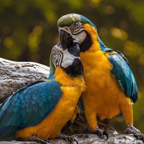 two parrots sitting on a tree branch