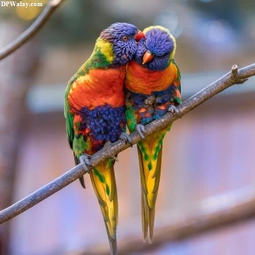 two birds sitting on a branch