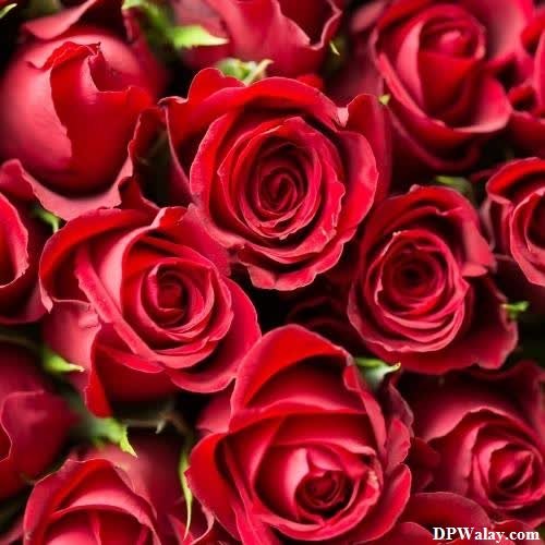 a bunch of red roses romantic love dp for whatsapp 