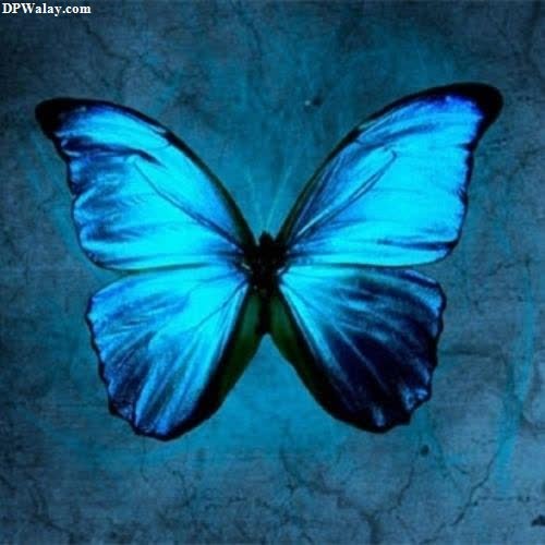 a blue butterfly with a black background 