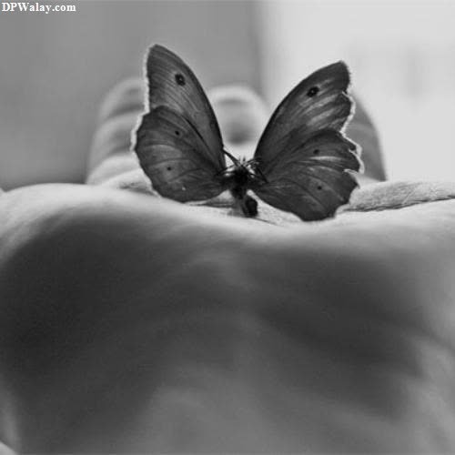 a butterfly sitting on top of a person's hand whatsapp dp flowers with butterfly