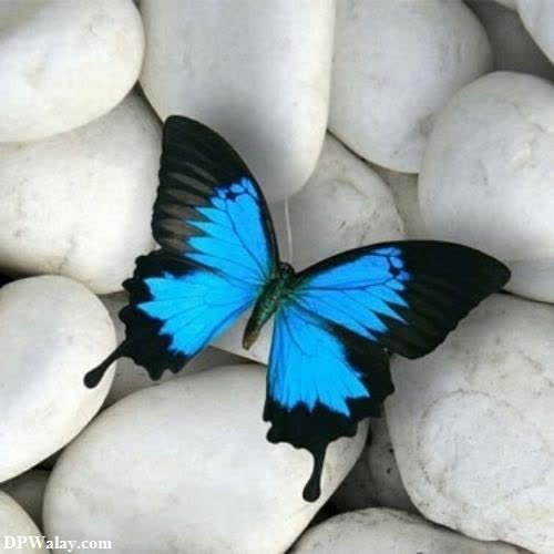 a blue butterfly sitting on a pile of white rocks