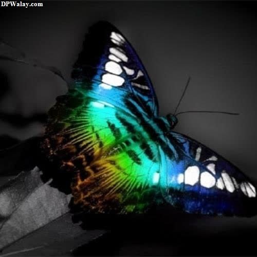 Butterfly DP - a butterfly with a rainbow colored wing