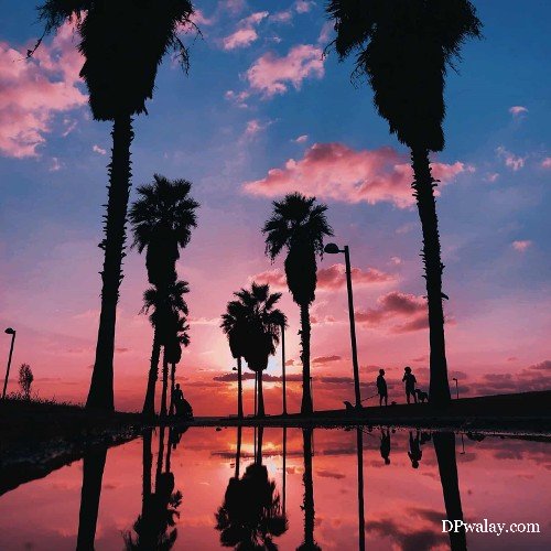 palm trees at sunset dp aesthetic