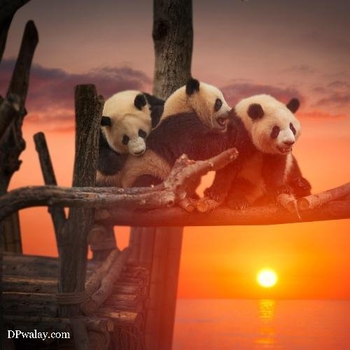 two pandas sitting on tree branch at sunset cute panda dp