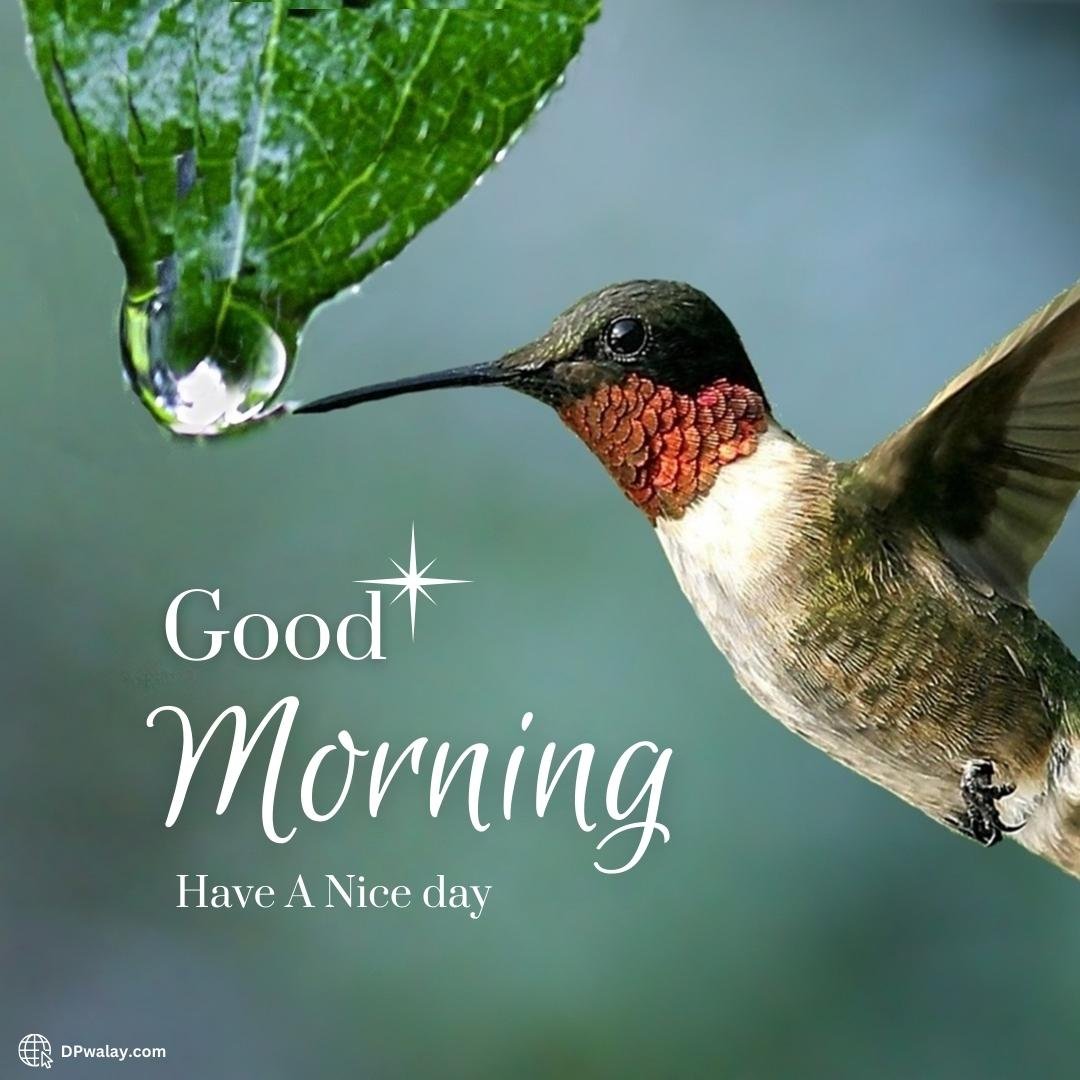 hummingbird flying in the air with leaf in the background Good Morning Beautiful Images