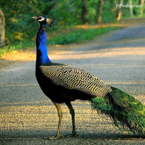 peacock walking down the road