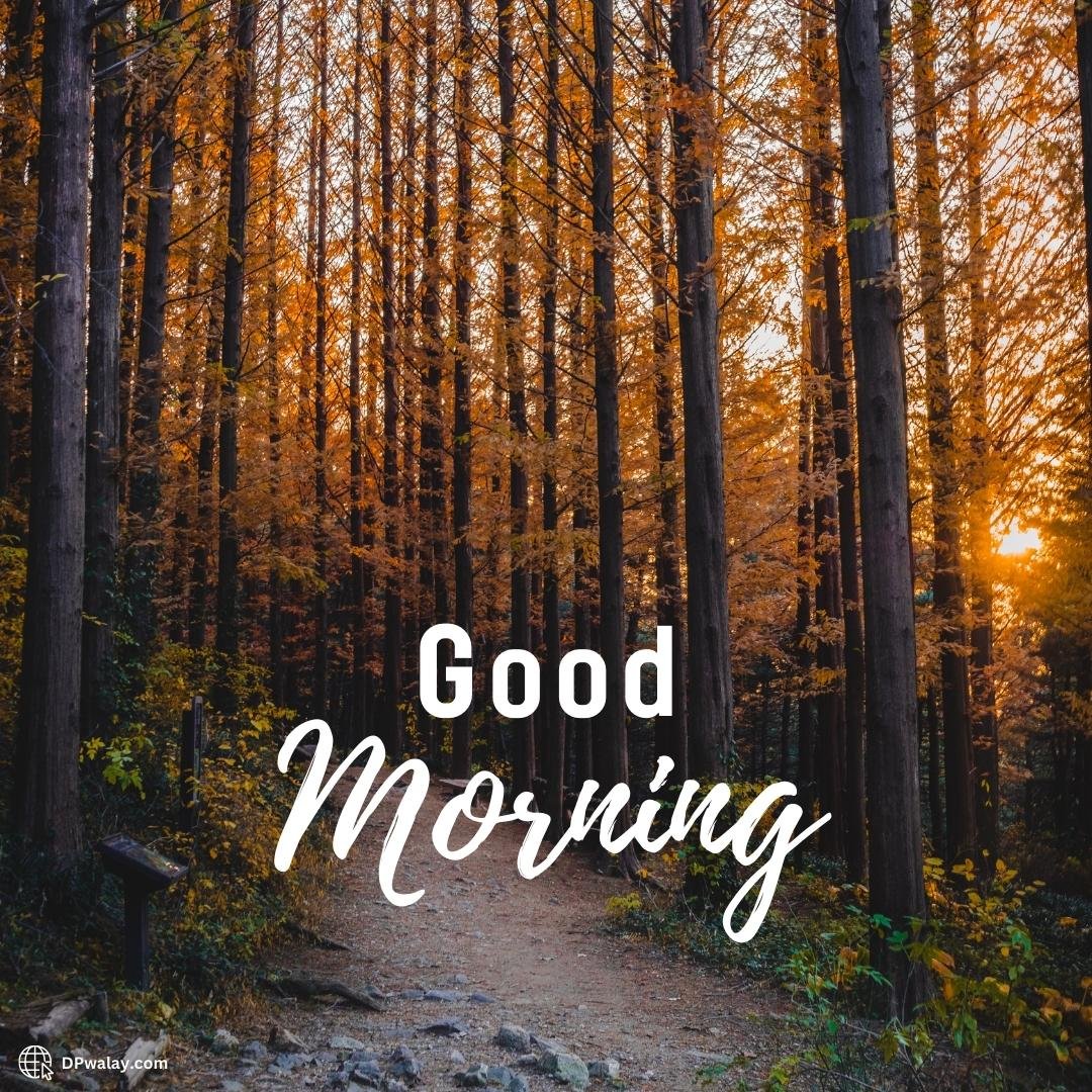 path through the woods with the words god morning Morning Wishes